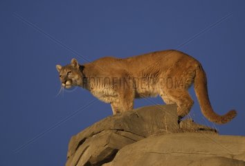 Puma sur rocher USA