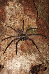 Nocturnal spider of Madagascar on the island of Nosy Mangabe