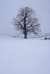 Silhouette tree in the winter fog Auvergne France