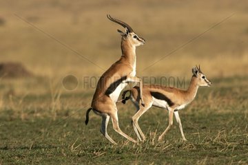 Coupling of Thomson's Gazellas Masai-Mara Kenya