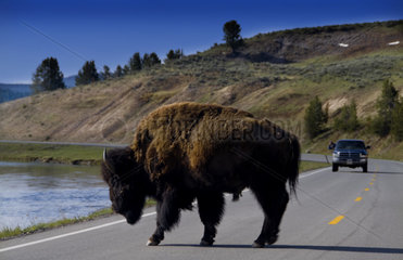 Buffalo bison in the middle of the road in the wild in Yellowstone National Park from auto close up and personal
