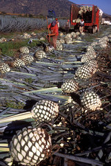 Mexico  Jalisco State  blue agave pine-cone harvesting ( jima ) at Tequila Valley. This plant is used to produce tequila alcohol. Plantation  agriculture.