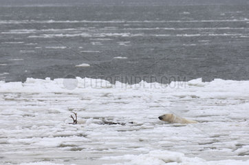 Manitoba  Hudson bay  unique photos of male polar bear feeding on a caribou carcass