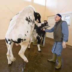 Preparation of Holstein bull before semen sample