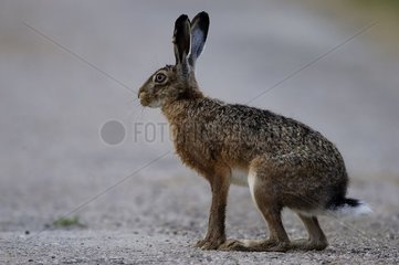 European hare on a road Vosges France