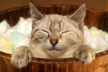 Portrait of a Siamese cross Kitten in a basket France