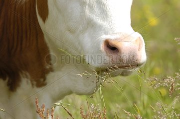 Muzzle of a cow montbéliarde eating Lorraine France