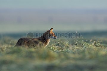 Red fox lying in wait in the hay Vosges France