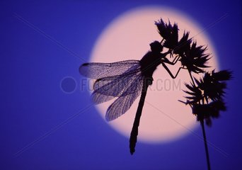 Dragonfly at moonlight Switzerland