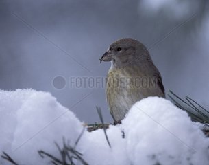 Crossbill of the fir trees in snow Germany
