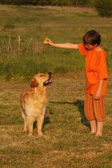 Golden retriever et enfant jouant à la balle
