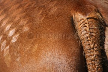 Braided tail checkerboard and a horse horse