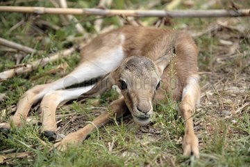 Neugeborene aus Springbok
