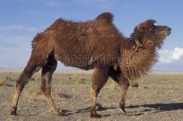 Chameau de Bactriane marchant dans le désert Mongolie