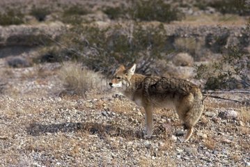 Coyote im Death Valley Desert California USA