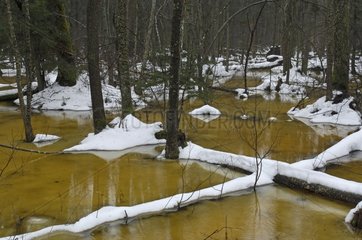 River and snow melting in undergrowth Bialowieza Poland
