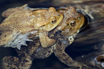 Common Toad Amplexus während des Verlegenes