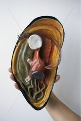 Mould in silicone elastomer and resin mussel sculpture