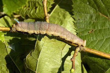 Caterpillar of Sphinx of the lime Alpes-Maritimes