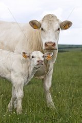 Charolais cow and calf in the meadow