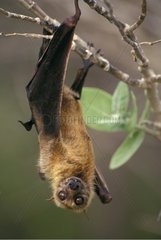Fruit Bat suspended from a branch in Celebes Indonesia