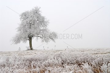Tree covered with ice Ottenbach Canton of Zurich Switzerland