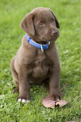 Young chocolate coloured Labrador puppy Bewdley Worcs UK