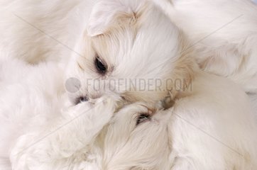 Coton de Tulear puppies at 5 weeks