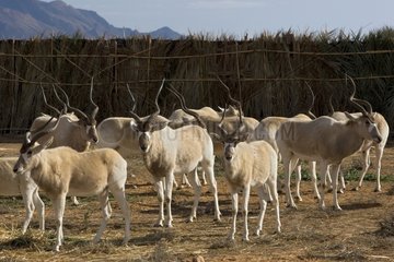 Herd of Addax before anaesthesia with the PN of Bou-Hedma