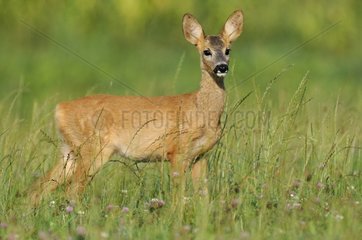 Young RoeDeer in the grass Vosges France