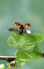 7 -Point Ladybug fliegt aus einem Grosieiller -Blatt
