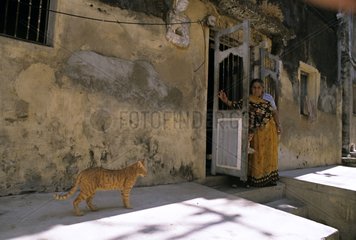 Cat near a door and a woman India