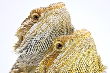 Portrait of two Central Bearded Dragons Paris