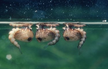 Pupas of domestic mosquito under the surface of a pond