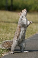 Ostgrau Eichhörnchen auf der Suche nach USA Food