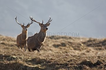 Male Red Deers in moor Scotland