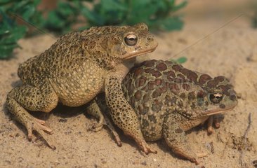 Coupling of Berber Toads Tozeur Tunisia