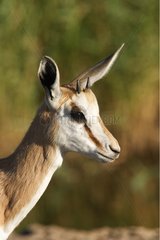 Portrait of a young male Springbok Etosha NP Namibia