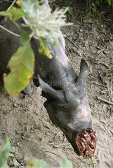 Wake up & flee of Indian Rhinoceros treated & marked Nepal
