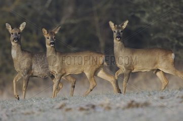 Roe-deer male and female in winter Vosges France