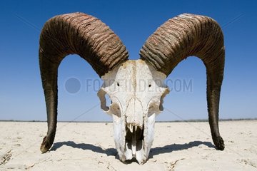 Crâne de mouton sauvage Steppe du Kazakhstan