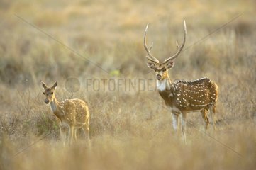 Axis and one of its female at twilight Kanha NP India