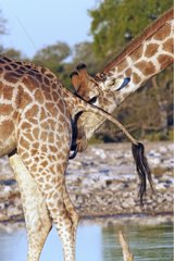 Male giraffe testing the receptivity of a female PN Etosha