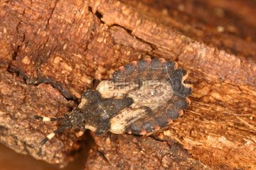Heteroptere larva on bark Mauvezin Ariege France