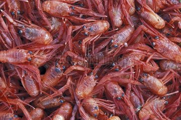 Crabes rouges pélagiques échouant à grande marée Mexique