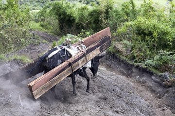 Maultier mit Holzplanken Ecuador