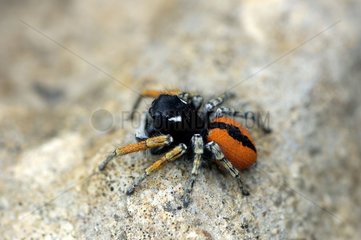 Male Jumping Spider in spring Alpes-Maritimes France