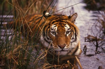 Tigre du Bengale dans l'eau PN Corbett Inde