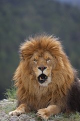 Porträt von Barbary Lion im Gras liegt