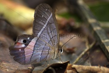 Schmetterling auf Erde im Tenorio Vulkan NP Costa Rica